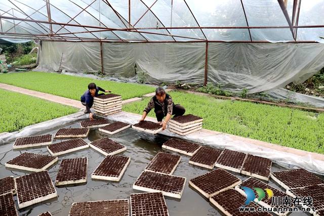 1村民将播种后的育苗盘依次放入育苗池中-谢汶萍摄.JPG