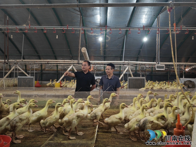 驻村工作队队长、第一书记罗学钢（右一）在养鹅基地察看（曾佐然摄）.jpg
