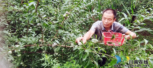 图1：庞国洲在采摘“朱砂李”.jpg