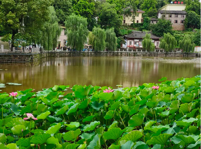 雨后荷花别样红!快来富顺西湖拍个“荷”照吧!(图2) 微信图片_20240716115415.png