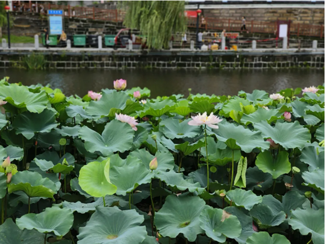 雨后荷花别样红!快来富顺西湖拍个“荷”照吧!(图3) 微信图片_20240716115422.png