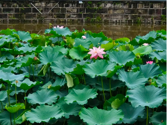 雨后荷花别样红!快来富顺西湖拍个“荷”照吧!(图5) 微信图片_20240716115427.png