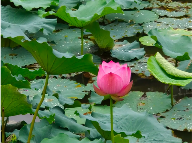 雨后荷花别样红!快来富顺西湖拍个“荷”照吧!(图6) 微信图片_20240716115436.png