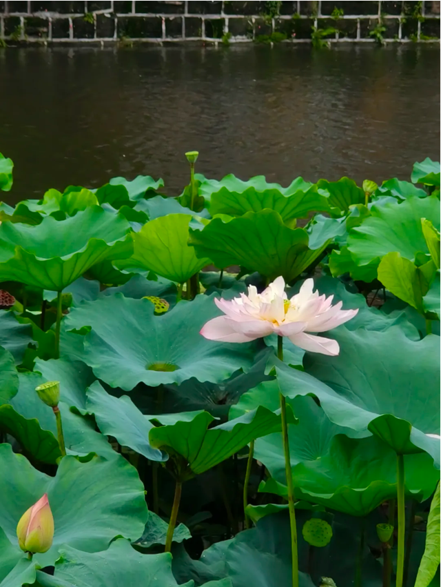 雨后荷花别样红!快来富顺西湖拍个“荷”照吧!(图7) 微信图片_20240716115439.png