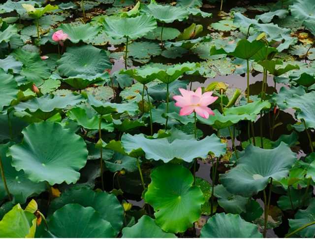 雨后荷花别样红!快来富顺西湖拍个“荷”照吧!(图8) 微信图片_20240716115442.png