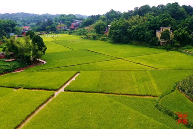 纳溪:地上巡、天上看 田长“慧眼”守良田(图1) 田1.jpg