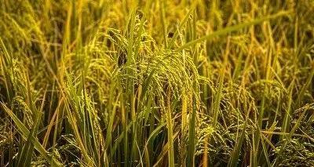 酒城食光共同守护 美好生活你我共享|食品安全科普短视频和海报作品征集活动邀您参加(图3) 微信图片_20240722181345.jpg