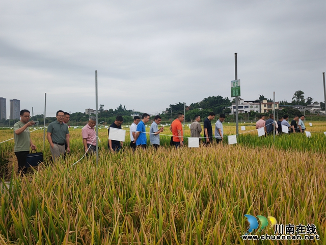 七月龙城稻飘香 闻香识稻专家忙 | 2024年“闻香识稻”水稻新品种现场观摩暨科企合作交流会在泸县举行(图2) 456 (2).jpg