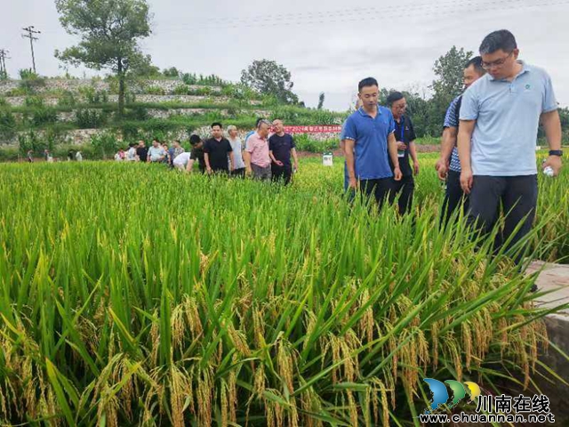 七月龙城稻飘香 闻香识稻专家忙 | 2024年“闻香识稻”水稻新品种现场观摩暨科企合作交流会在泸县举行(图3) 456.jpg