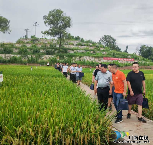 七月龙城稻飘香 闻香识稻专家忙 | 2024年“闻香识稻”水稻新品种现场观摩暨科企合作交流会在泸县举行