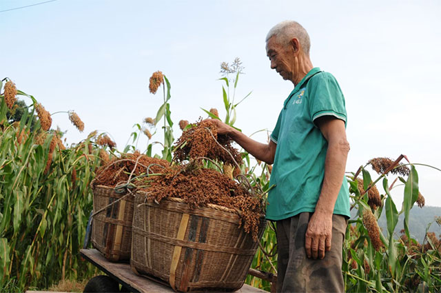 《川南糯红高粱质量分级》区域地方标准成功发布(图2) 2.jpg