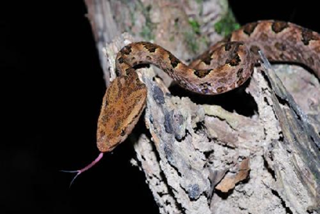 【当心】泸州孃孃被毒蛇咬伤,竟尿血……(图2) 2.jpg