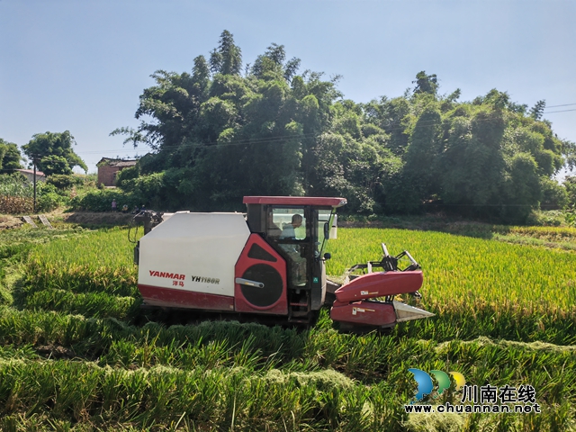 泸县:机械化收割助力56万亩水稻颗粒归仓(图1) 泸县机械收割水稻(曾佐然摄).jpg