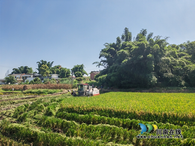 泸县:机械化收割助力56万亩水稻颗粒归仓(图2) 泸县机械化收割水稻1(曾佐然摄).jpg