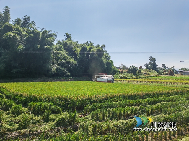 泸县:机械化收割助力56万亩水稻颗粒归仓(图3) 农机专业户为农户提供水稻收割社会化服务(曾佐然摄).jpg