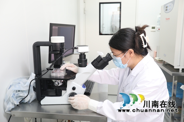 研究人员正在用显微镜观察心肌细胞。唐千越摄.JPG