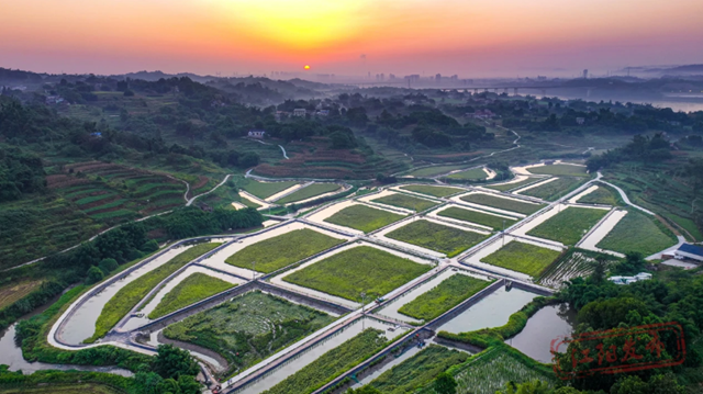 组图 | 您的罗氏虾“稻”了,江阳正在揽收(图1) 1.png