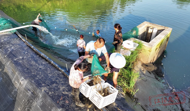 组图 | 您的罗氏虾“稻”了,江阳正在揽收(图6) 6.png