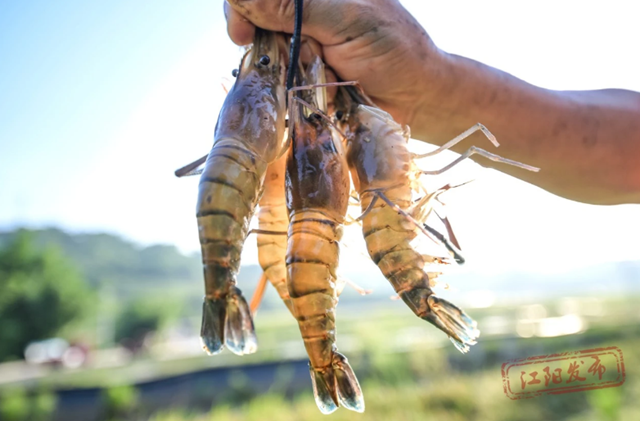 组图 | 您的罗氏虾“稻”了,江阳正在揽收(图5) 5.png