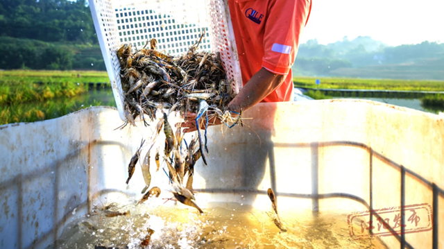 组图 | 您的罗氏虾“稻”了,江阳正在揽收(图3) 3.png