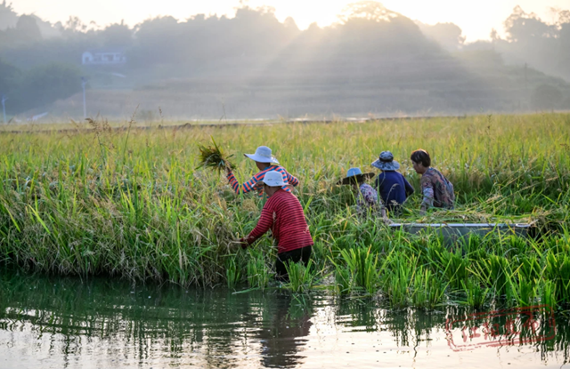 组图 | 您的罗氏虾“稻”了,江阳正在揽收(图8) 8.png