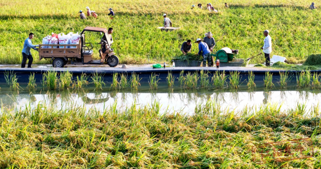 组图 | 您的罗氏虾“稻”了,江阳正在揽收(图10) 10.png