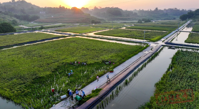 组图 | 您的罗氏虾“稻”了,江阳正在揽收(图12) 12.png