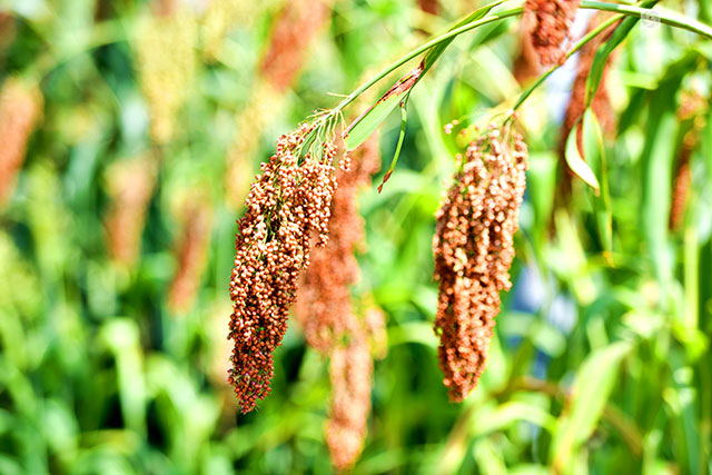 丰收在望!古蔺茅溪这个地方1400亩高粱即将采收(图4) 4.jpg