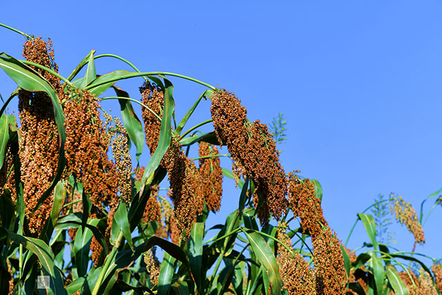 丰收在望!古蔺茅溪这个地方1400亩高粱即将采收(图2) 2.jpg