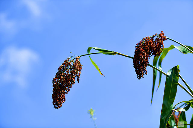 丰收在望!古蔺茅溪这个地方1400亩高粱即将采收(图3) 3.jpg