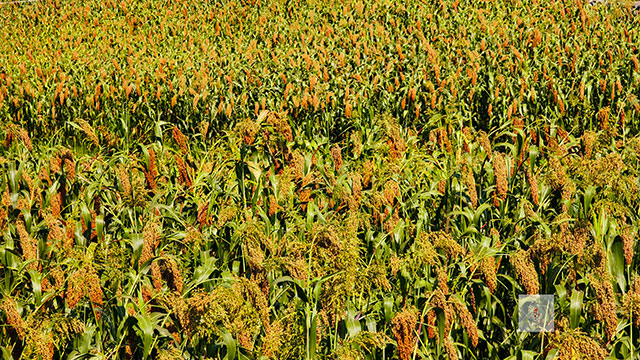 丰收在望!古蔺茅溪这个地方1400亩高粱即将采收(图5) 5.jpg