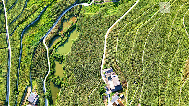 丰收在望!古蔺茅溪这个地方1400亩高粱即将采收(图10) 10.jpg