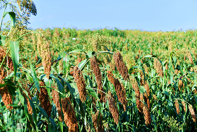 丰收在望!古蔺茅溪这个地方1400亩高粱即将采收(图7) 7.jpg