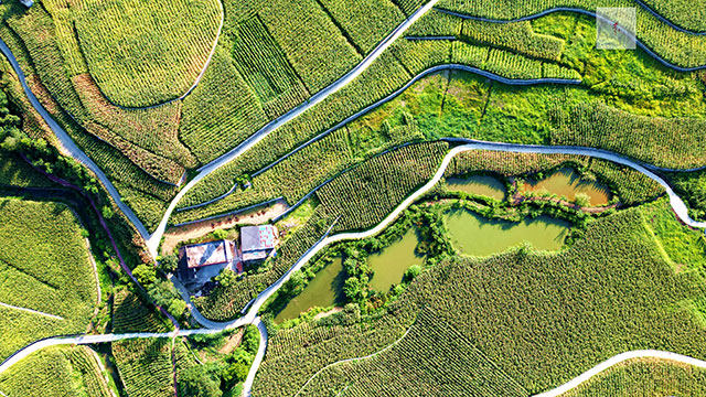 丰收在望!古蔺茅溪这个地方1400亩高粱即将采收(图6) 6.jpg