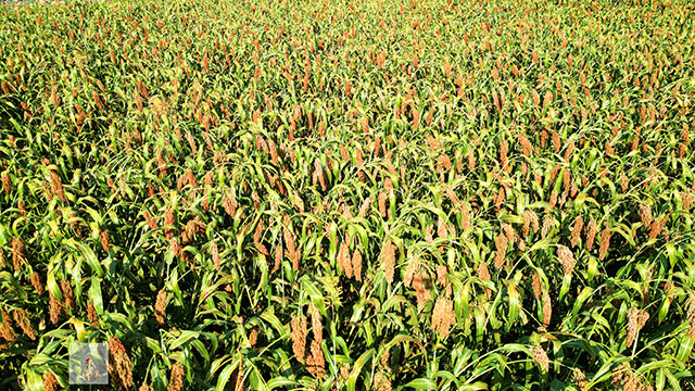 丰收在望!古蔺茅溪这个地方1400亩高粱即将采收(图8) 8.jpg