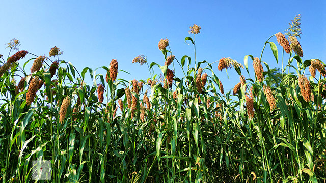 丰收在望!古蔺茅溪这个地方1400亩高粱即将采收(图9) 9.jpg