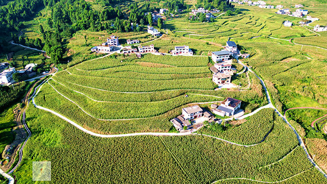 丰收在望!古蔺茅溪这个地方1400亩高粱即将采收(图11) 11.jpg