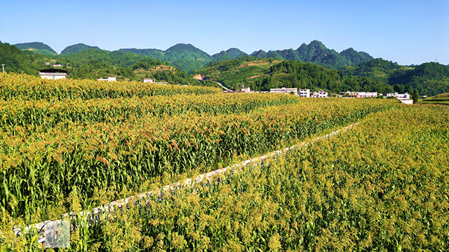 丰收在望!古蔺茅溪这个地方1400亩高粱即将采收(图12) 12.jpg