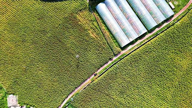 丰收在望!古蔺茅溪这个地方1400亩高粱即将采收(图15) 15.jpg