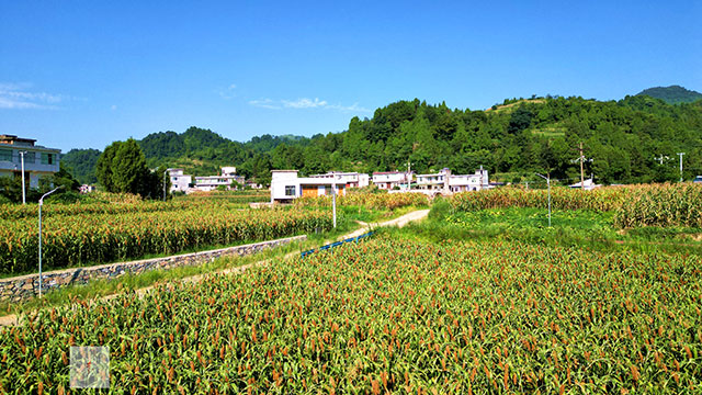 丰收在望!古蔺茅溪这个地方1400亩高粱即将采收(图14) 14.jpg