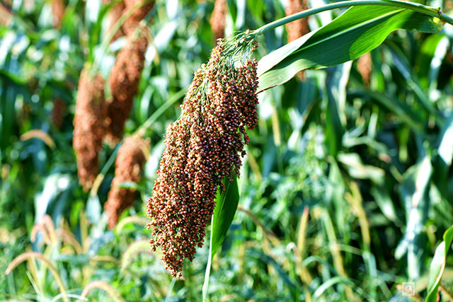 丰收在望!古蔺茅溪这个地方1400亩高粱即将采收(图16) 16.jpg