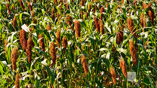 丰收在望!古蔺茅溪这个地方1400亩高粱即将采收(图20) 20.jpg