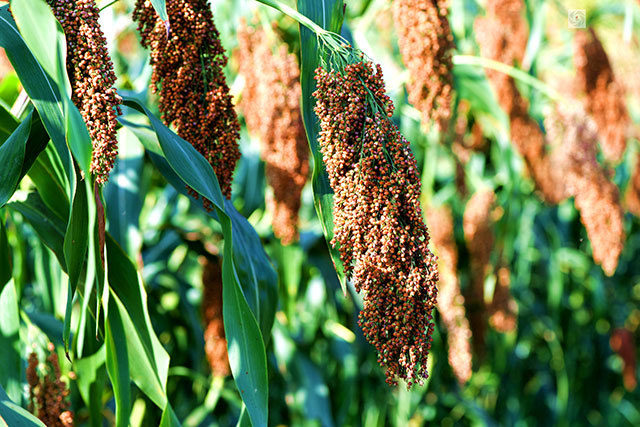 丰收在望!古蔺茅溪这个地方1400亩高粱即将采收(图17) 17.jpg