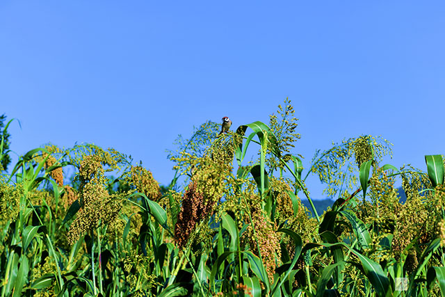 丰收在望!古蔺茅溪这个地方1400亩高粱即将采收(图18) 18.jpg