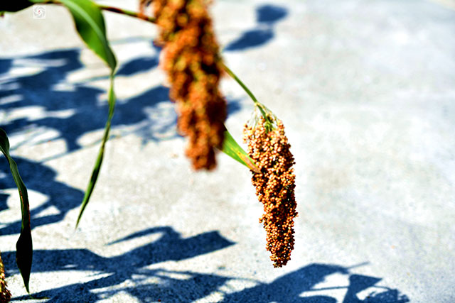 丰收在望!古蔺茅溪这个地方1400亩高粱即将采收(图19) 19.jpg