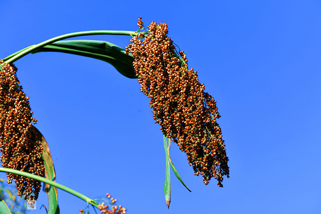 丰收在望!古蔺茅溪这个地方1400亩高粱即将采收(图21) 21.jpg