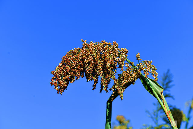 丰收在望!古蔺茅溪这个地方1400亩高粱即将采收(图23) 23.jpg