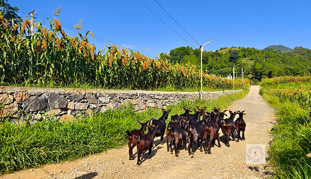 丰收在望!古蔺茅溪这个地方1400亩高粱即将采收(图25) 25.jpg