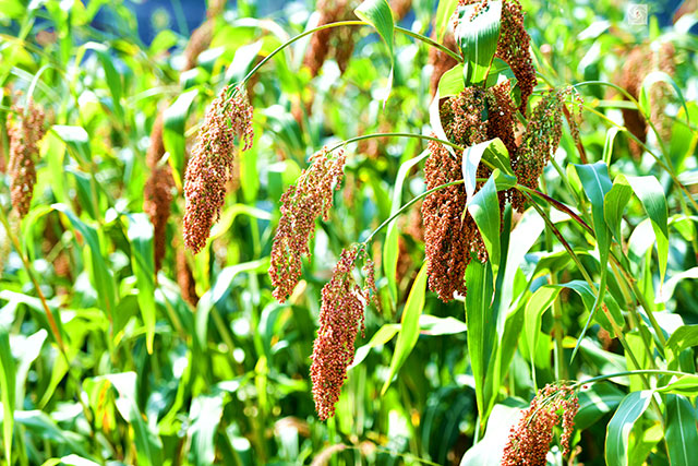 丰收在望!古蔺茅溪这个地方1400亩高粱即将采收(图24) 24.jpg