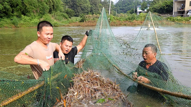 合江秋天的第一茬虾,来了!(图1) 1.jpg